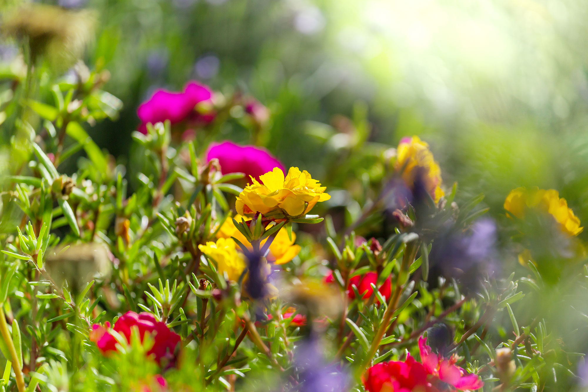 Bloemen in de tuin